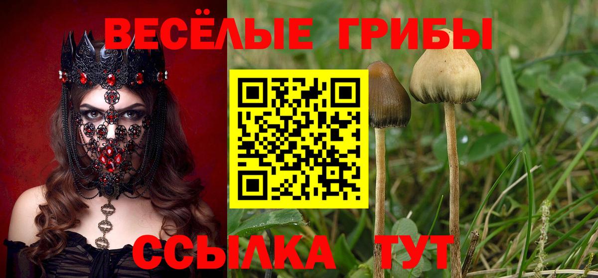 Псилоцибиновые грибы прущие грибы Сланцы